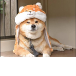 dog's legion