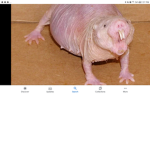 Mole rat group