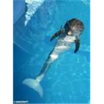 save the dolphins!!!!!!!!!!!!!!!!!!!!!!!!!!!!!!!!!