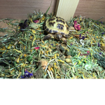 Tortoise and Cole group