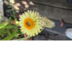 Sunflower_Squad Gaming