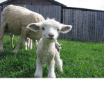 Sheep Rules