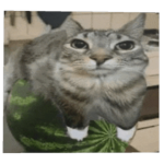 tacocatat's kitty collection