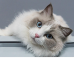 貓貓俱樂部（只限好友)