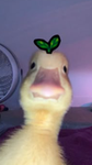 Duck empire ._.