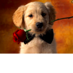 if you have a dog join this group