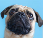 Fluffy Pugs