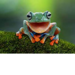 kermit_the_frog<3