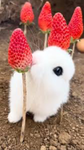 Elodiebunny