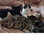 Cute Sparkle Kittens