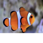 Verdadeiros peixes