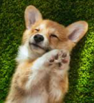 Corgis game a lot