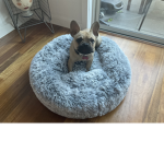 Freddie the Frenchie Puppy club