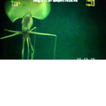 -[~ The Long Legged Squid Research ~]-