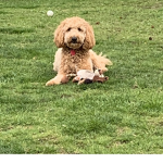 The dog people peps