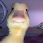 Religion ducks