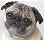 Pug Club!