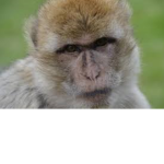 monkies UnIted B)