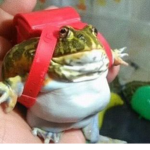 Fun Frog Games