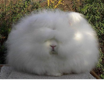 The crazy rabbits