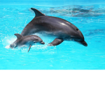 Save The Dolphins Group!!!!!!