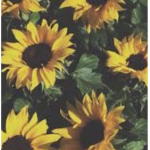 ••Sunflowers••