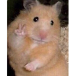 Ganster hamster