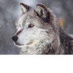 Wolf Fan Group: How Much Do You Know About Wolves?