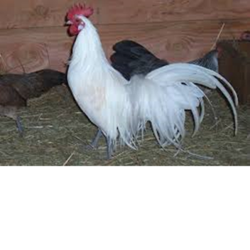 Volcanic Island. (Chickens).