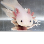 Axolotls are good group :)