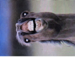 The horse horse horse