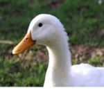 Glorious Ducks