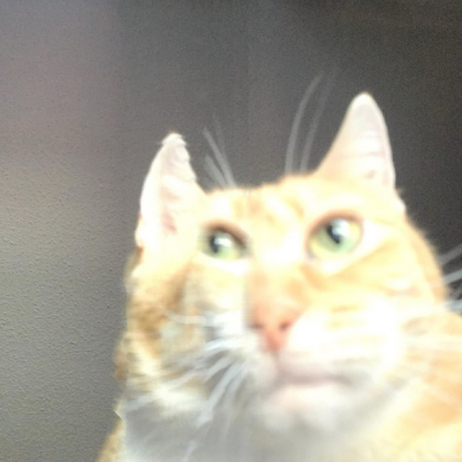 cat Roblox decal