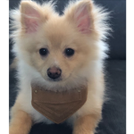 Dog are favorite merch