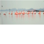 Flamingo squad carmen!