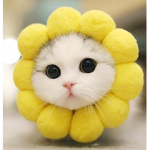 akin hi