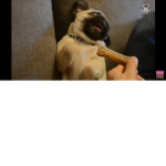 Pug's Unite!