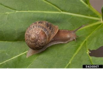 Snail.co