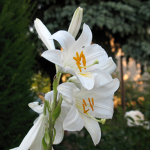 • Angelic White Lilies •