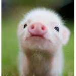THE PIGURE ARMY