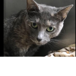 Cats are lovely and cute