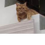 DarkCatSide