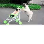 Puppies forever all dogs