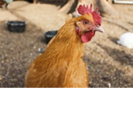 The super chicken gang!!