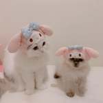 ʚ ɞ ʚ ɞ ʚ ɞ ʚ ɞ ʚ ɞ ʚ ɞ ʚ ɞ ʚ ɞ