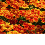 PLANT ARMY
