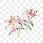 Blushing Blooms