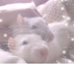 Aesthetic Rat Army