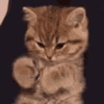 Kitty Plays!