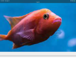 Fishes around
